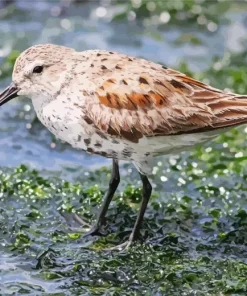 Brown Dunlin Diamond Painting