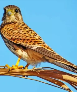 Close Up Common Kestrel Diamond Painting