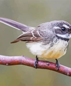 Close Up Fantail Bird Diamond Painting
