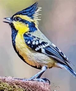 Close Up Himalayan Black Lored Diamond Painting