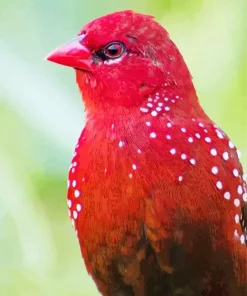 Close Up Red Avadavat Diamond Painting