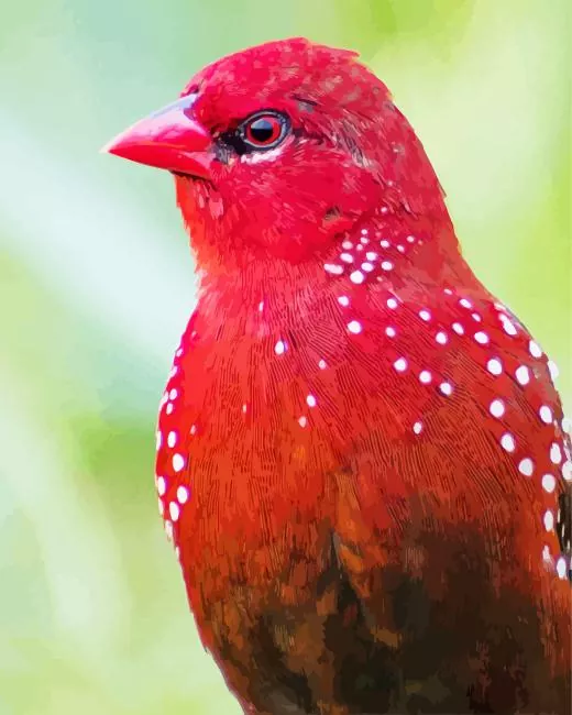 close up Red Avadavat Diamond Paints Close Up Red Avadavat Diamond Painting