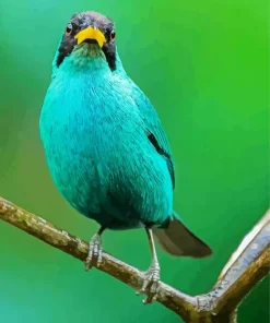 Close Up Of A Green Honeycreeper Diamond Painting