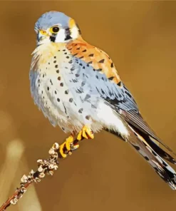 Cute Common Kestrel Diamond Painting