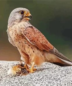 Cute Common Kestrel Bird Art Diamond Painting