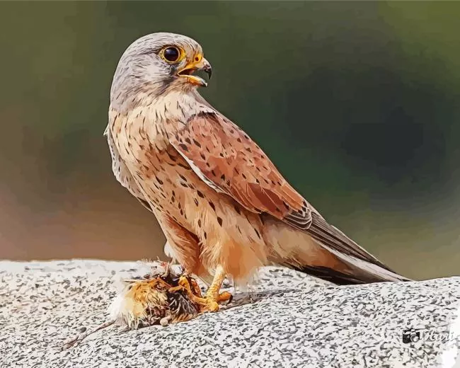 cute Common Kestrel bird Diamond Paints Cute Common Kestrel Bird Art Diamond Painting