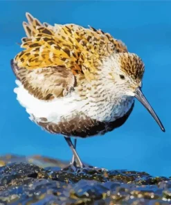 Cute Dunlin Bird Diamond Painting