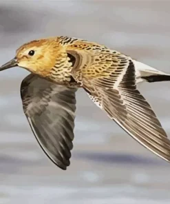 Cute Dunlin Diamond Painting