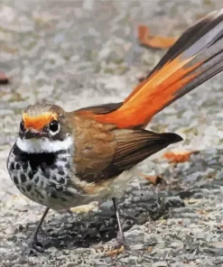 Cute Fantail Diamond Painting