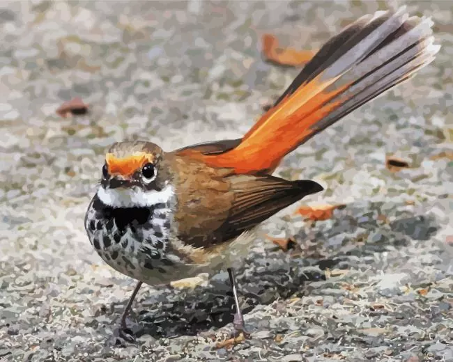 cute Fantail Diamond Paints Cute Fantail Diamond Painting