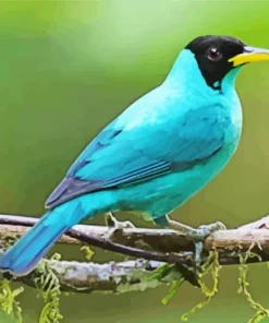 Cute Green Honeycreeper Diamond Painting
