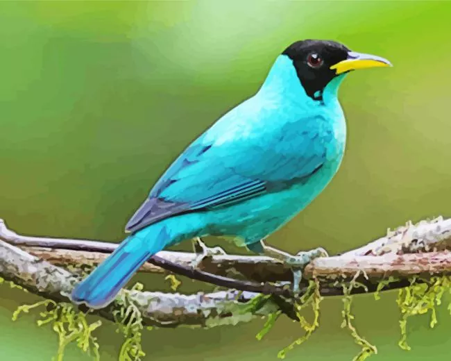 cute Green Honeycreeper Diamond Paints Cute Green Honeycreeper Diamond Painting
