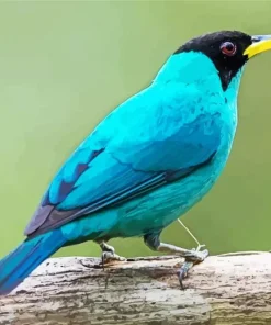 Cute Green Honeycreeper Bird Diamond Painting