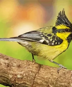 Cute Himalayan Black Lored Diamond Painting