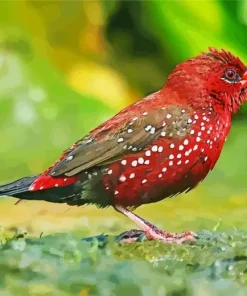 Cute Red Avadavat Diamond Painting
