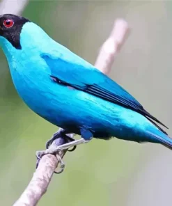 Fluffy Dunlin Bird Diamond Painting