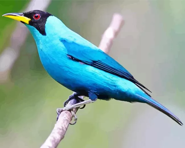 fluffy Dunlin Bird Diamond Paints Fluffy Dunlin Bird Diamond Painting