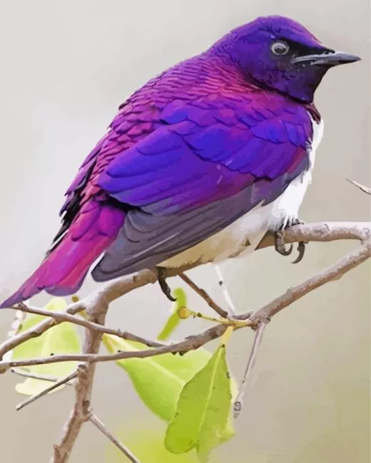 fluffy Violet Backed Starling Diamond Paints Fluffy Violet Backed Starling Diamond Painting