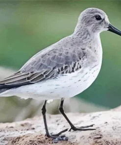 Grey Dunlin Bird Diamond Painting