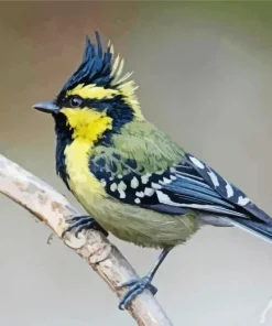 Himalayan Black Lored Tit Diamond Painting