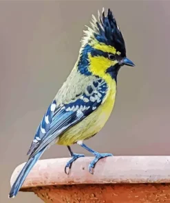 Himalayan Black Lored Tit Diamond Painting