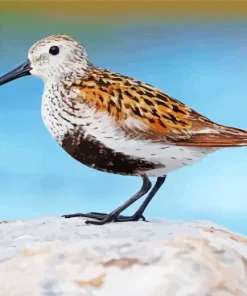 Long Beaked Dunlin Bird Diamond Painting