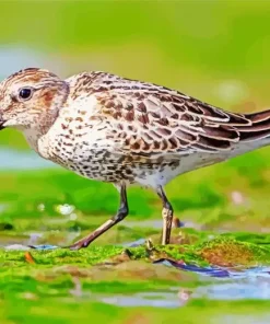 Lovely Dunlin Bird Diamond Painting