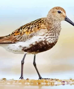 Lovely Dunlin Diamond Painting