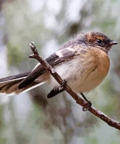 Lovely Fantail Diamond Painting