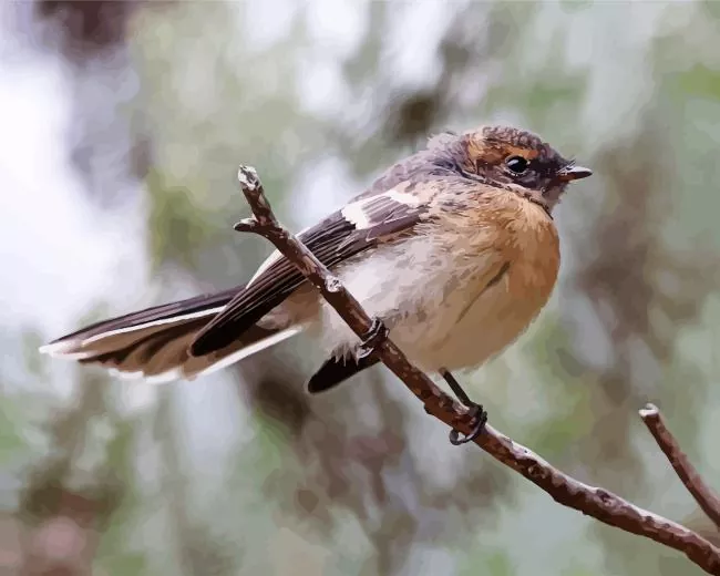 lovely Fantail Diamond Paints Lovely Fantail Diamond Painting