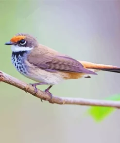 Lovely Fantail Bird Diamond Painting