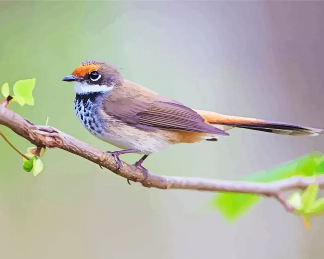 lovely Fantail bird Diamond Paints Lovely Fantail Bird Diamond Painting