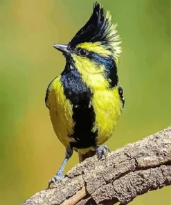 Lovely Himalayan Black Lored Diamond Painting