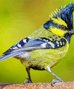 Lovely Himalayan Black Lored Bird Diamond Painting