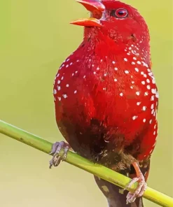 Lovely Red Avadavat Diamond Painting