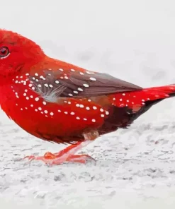 Lovely Red Avadavat Bird Diamond Painting