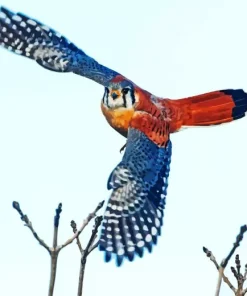 Lovely Flying Common Kestrel Bird Diamond Painting