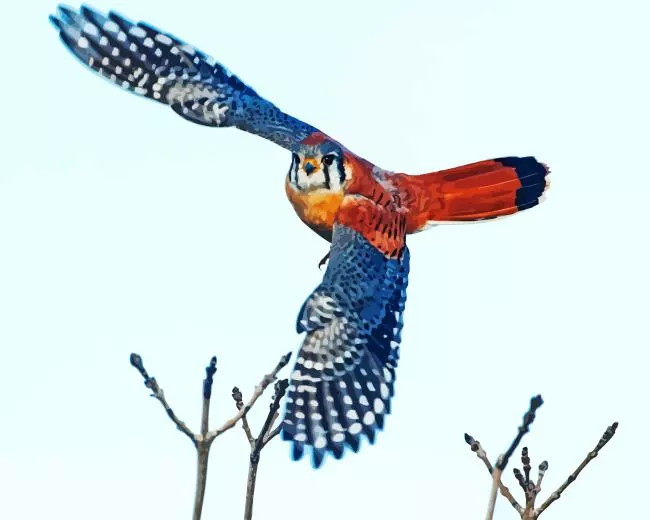 lovely flying Common Kestrel bird Diamond Paints Lovely Flying Common Kestrel Bird Diamond Painting