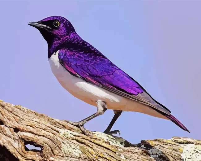 purple and white Violet Backed Starling Diamond Paints Purple And White Violet Backed Starling Diamond Painting