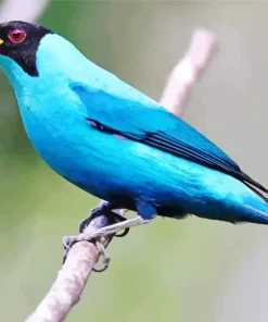 Red Eyed Green Honeycreeper Diamond Painting