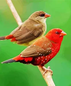 Two Cute Red Avadavat Birds Diamond Painting