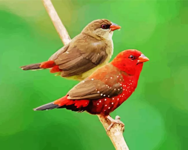 two cute Red Avadavat birds Diamond Paints Two Cute Red Avadavat Birds Diamond Painting