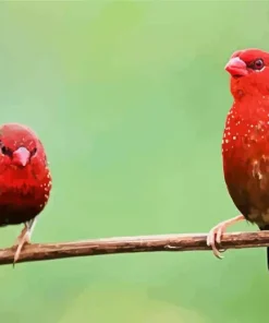 Two Lovely Red Avadavat Birds Diamond Painting