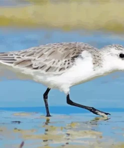 White Dunlin Bird Diamond Painting
