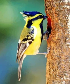 Yellow Himalayan Black Lored Diamond Painting