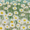 A Field Of White Daisies Art Diamond Painting