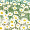 A Field Of White Daisies Art Diamond Painting