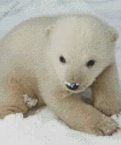 Baby Knut Polar Bear Diamond Painting