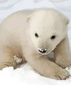 Baby Knut Polar Bear Diamond Painting
