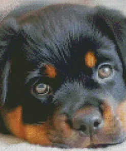 Baby Rottweiler Diamond Painting